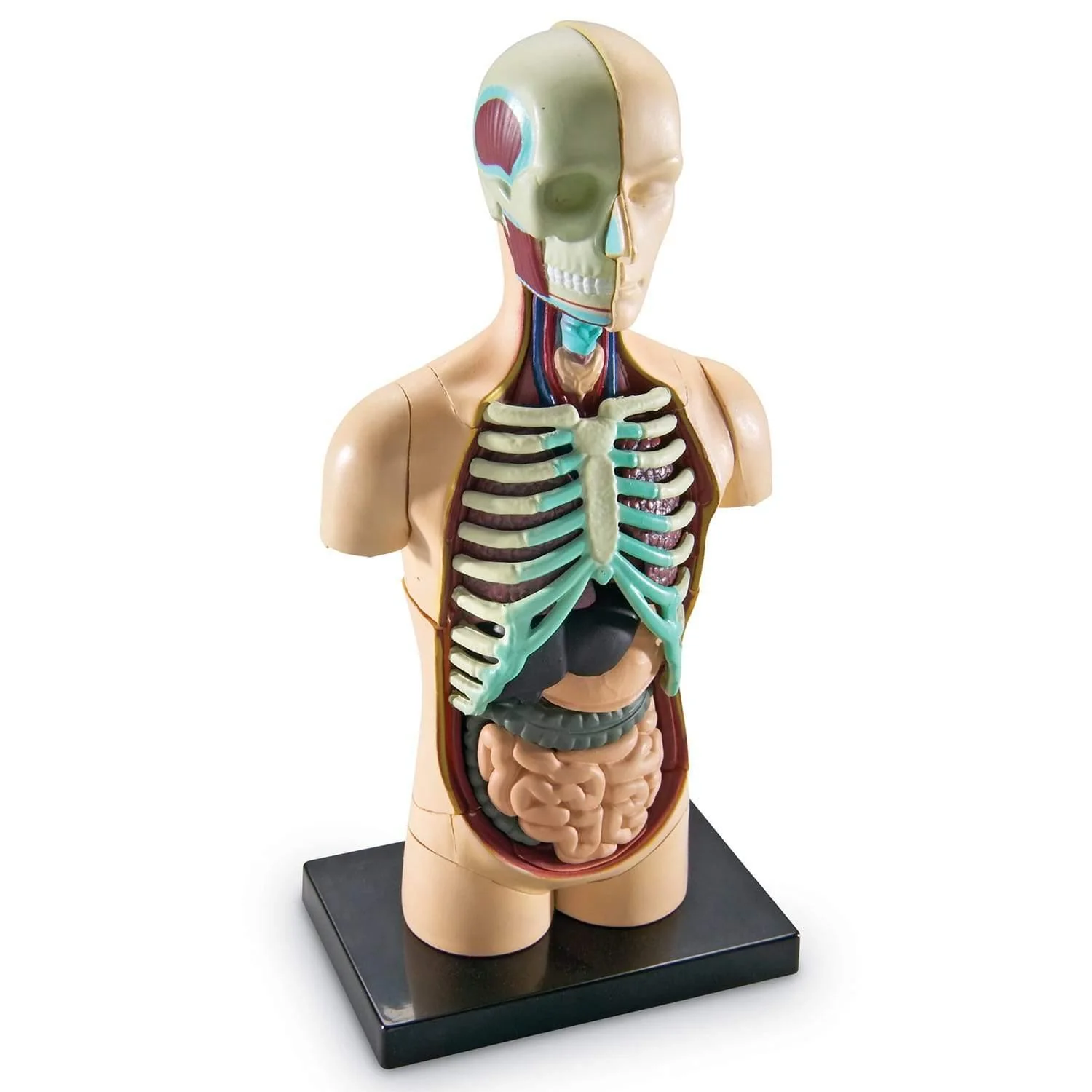 Kids Human Body Model Kit - Image 3