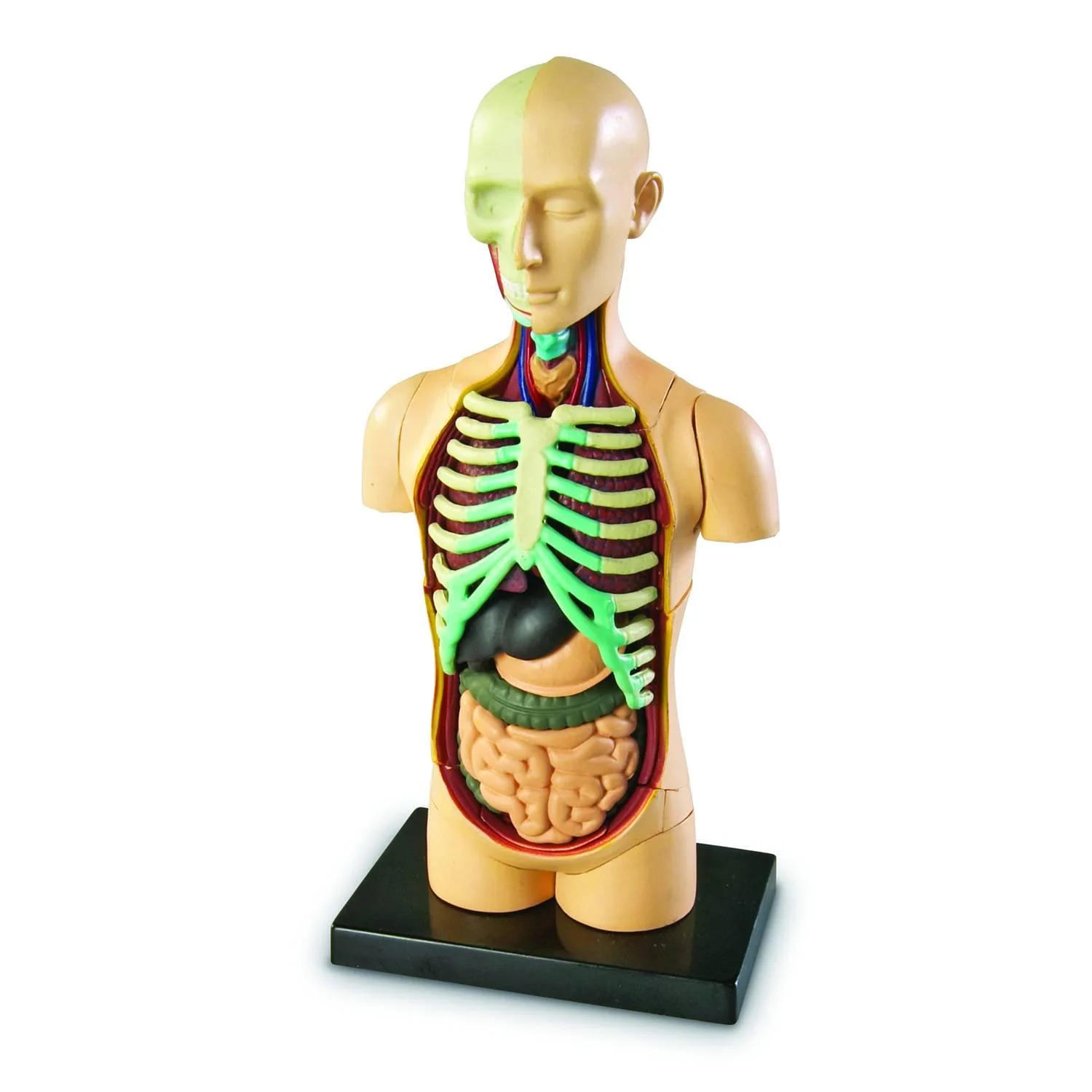 Kids Human Body Model Kit - Image 4