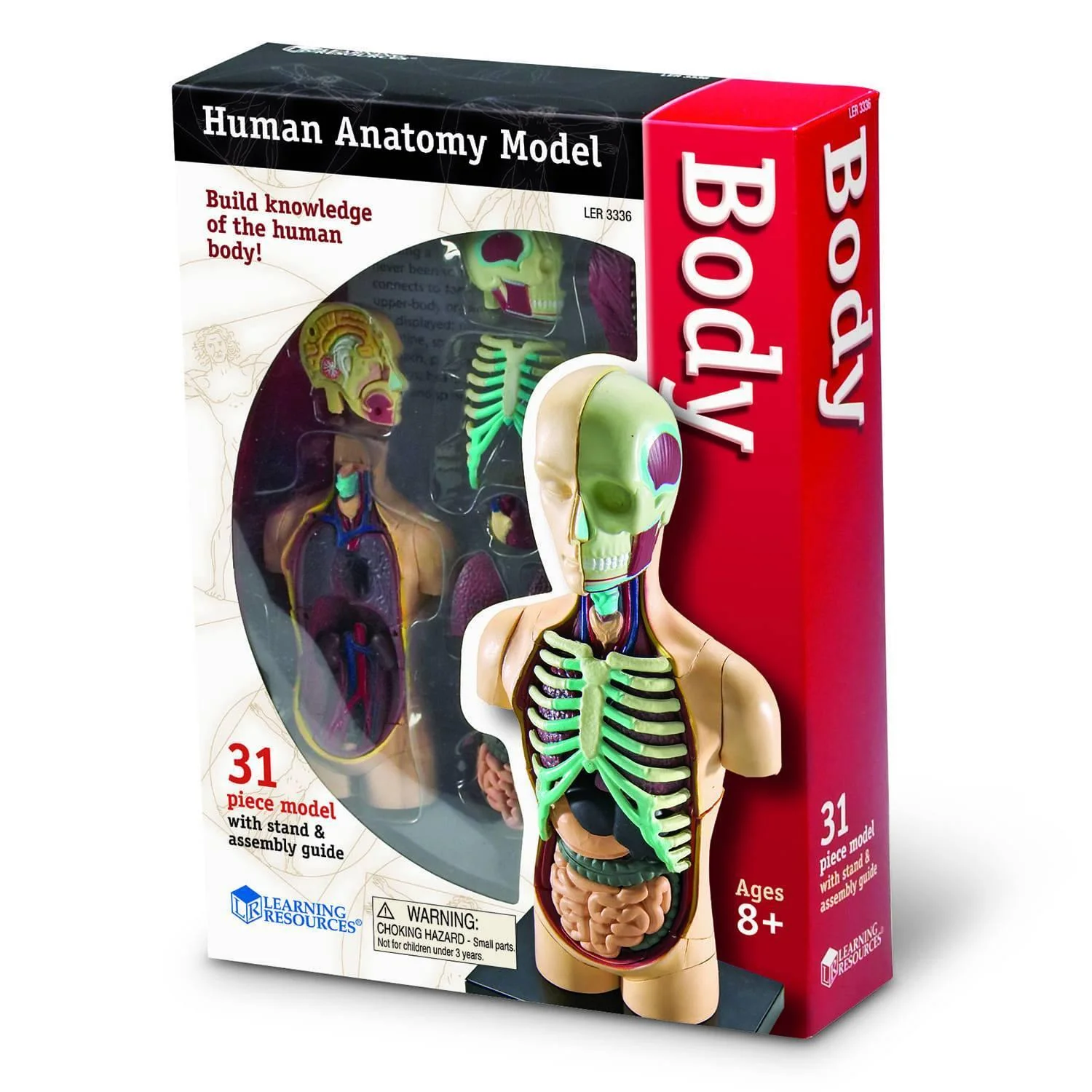 Kids Human Body Model Kit - Image 5